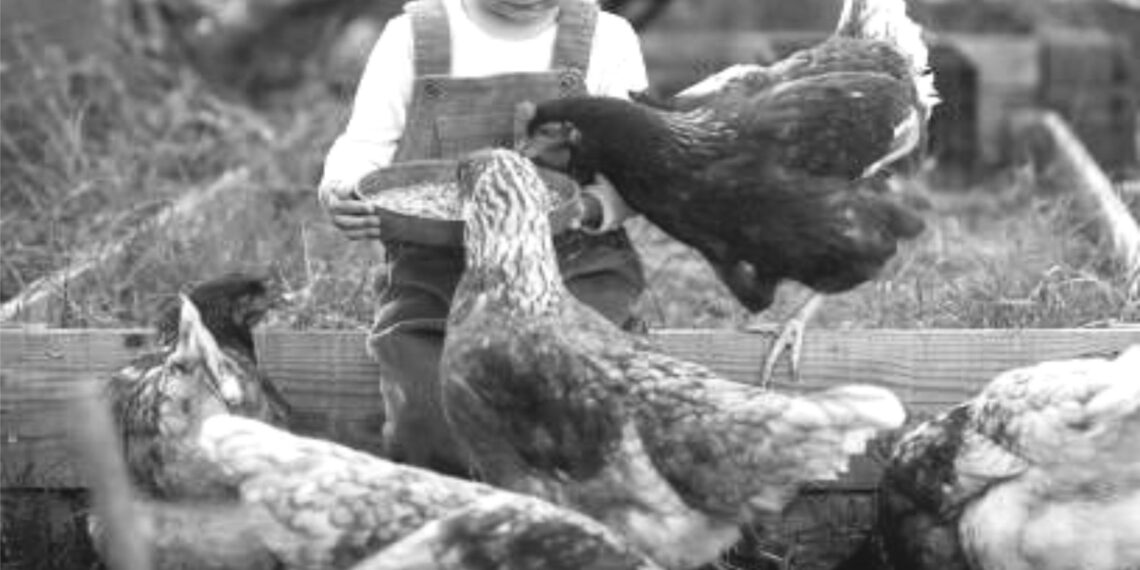 وادی میں مرغ ، ہنس اور بطخ پالنے کا رجحان ختم ہوتا جارہا ہے