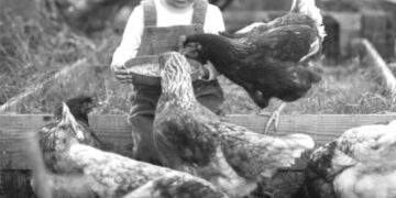 وادی میں مرغ ، ہنس اور بطخ پالنے کا رجحان ختم ہوتا جارہا ہے