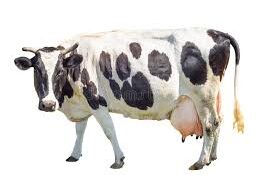 چار برسوں میںدودھ کی پیداوار میں 15% اضافہ