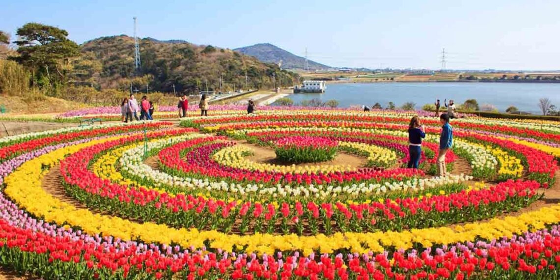 سرینگر کاایشیاء کا سب سے بڑاٹیولپ گارڈن،