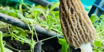 سکاسٹ کشمیر کا بہت بڑا کارنامہ، زمین کا سب سے مہنگا مشروم’کشمیر گچی‘ کامیابی سے اگایا گیا