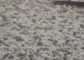 بانڈی پورہ اور گاندربل میں ژالہ باری کا قہر